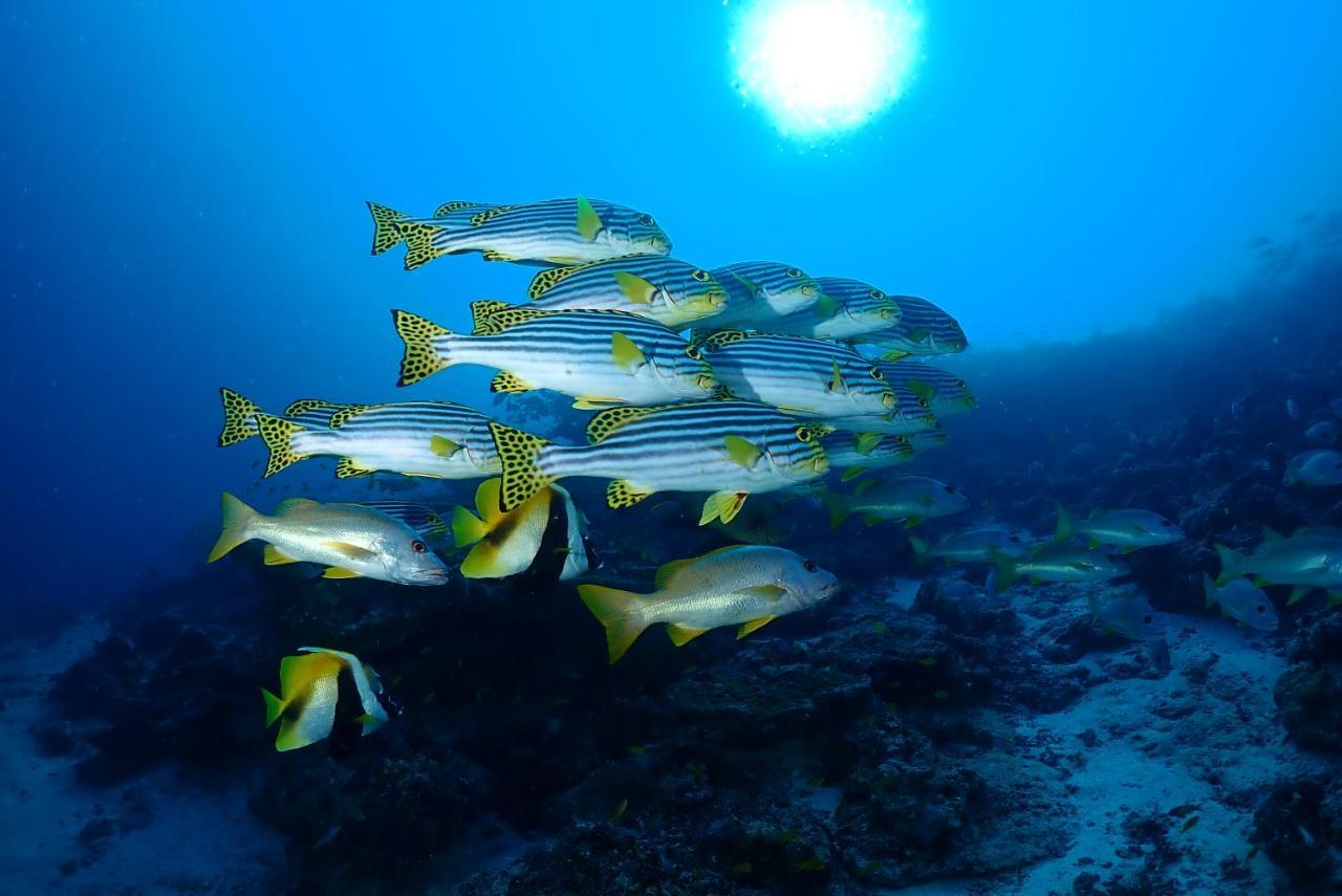 Coco Villa,Ukulhas מראה חיצוני תמונה