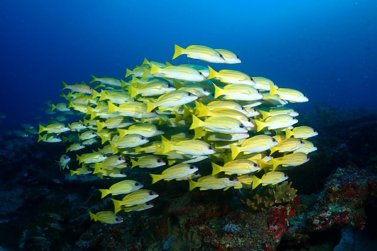 Coco Villa,Ukulhas מראה חיצוני תמונה